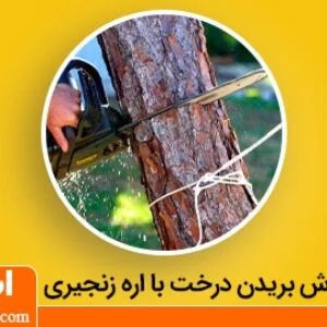 بریدن قطع درخت با اره زنجیری