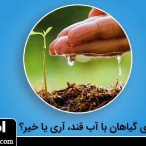 آبیاری گیاهان با آب قند