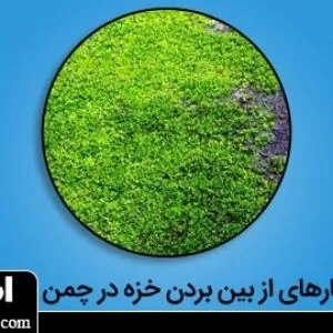 آموزش مقابله با خزه‌ها در چمن