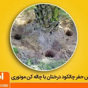 روش حفر چالکود برای درختان با چاله کن موتوری
