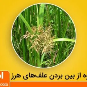 روش از بین بردن علف هرز