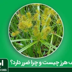 علف هرز چیست